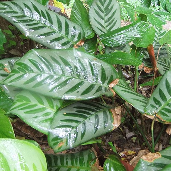 PHP-CALATHEA BELLA - Image 3