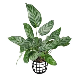 HP-CALATHEA BELLA