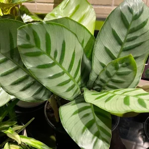 HP-CALATHEA BELLA