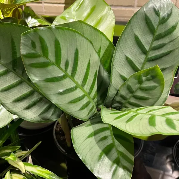 PHP-CALATHEA BELLA - Image 2