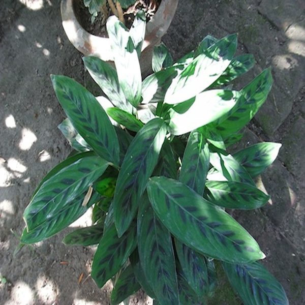 HP-CALATHEA CLOSSONII - Image 4