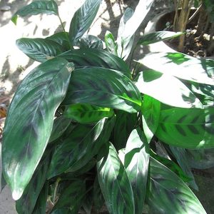 HP-CALATHEA CLOSSONII
