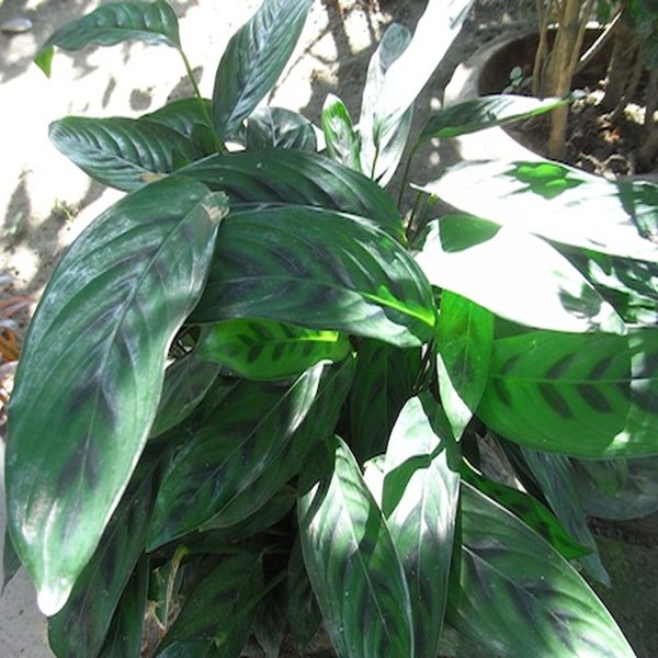 HP-CALATHEA CLOSSONII - Image 2