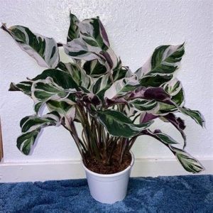 PHP-CALATHEA LIETZEI