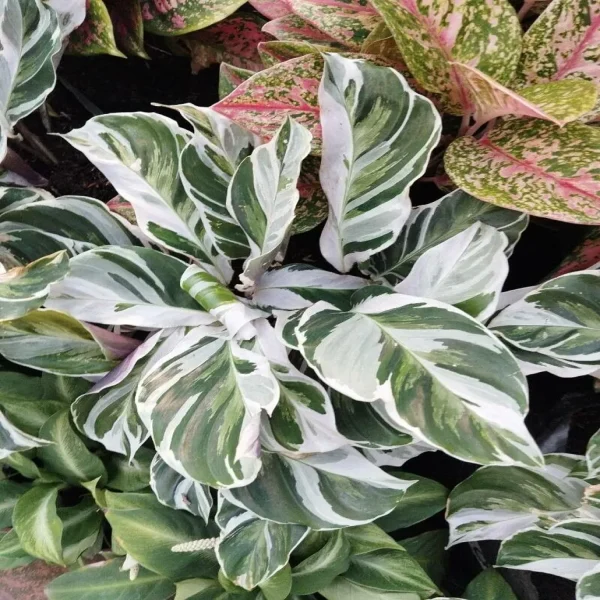 PHP-CALATHEA LIETZEI - Image 3