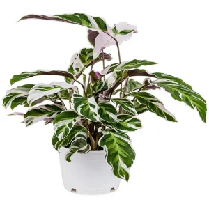 PHP-CALATHEA LIETZEI