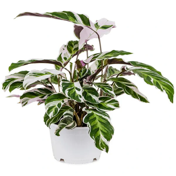PHP-CALATHEA LIETZEI
