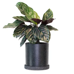HP-CALATHEA LINEATA