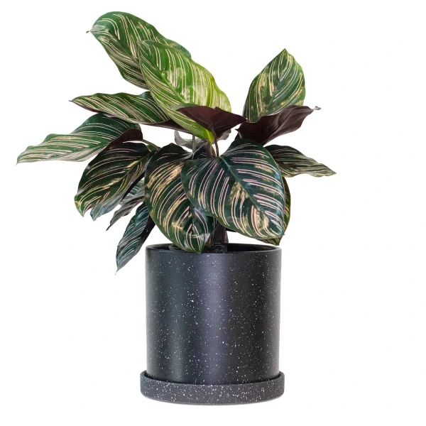 PHP-CALATHEA LINEATA
