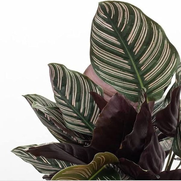HP-CALATHEA LINEATA - Image 3