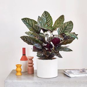 HP-CALATHEA LINEATA