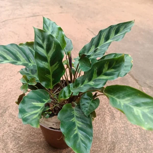 HP-CALATHEA LOUISAE - Image 4