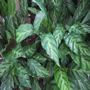 HP-CALATHEA LOUISAE