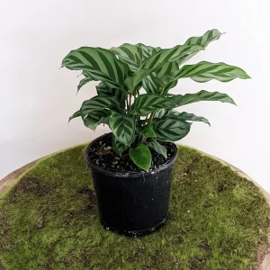 HP-CALATHEA LOUISAE