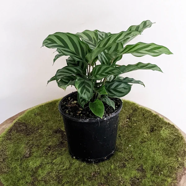 HP-CALATHEA LOUISAE