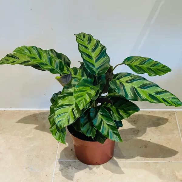 HP-CALATHEA LOUISAE - Image 3