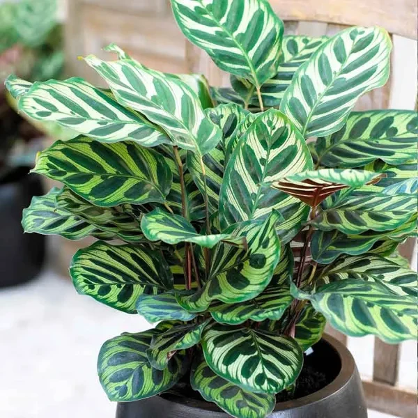 HP-CALATHEA MAKOYANA - Image 4