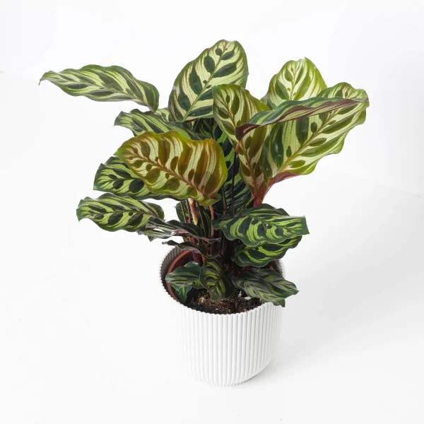 HP-CALATHEA MAKOYANA