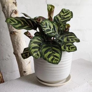 HP-CALATHEA MAKOYANA