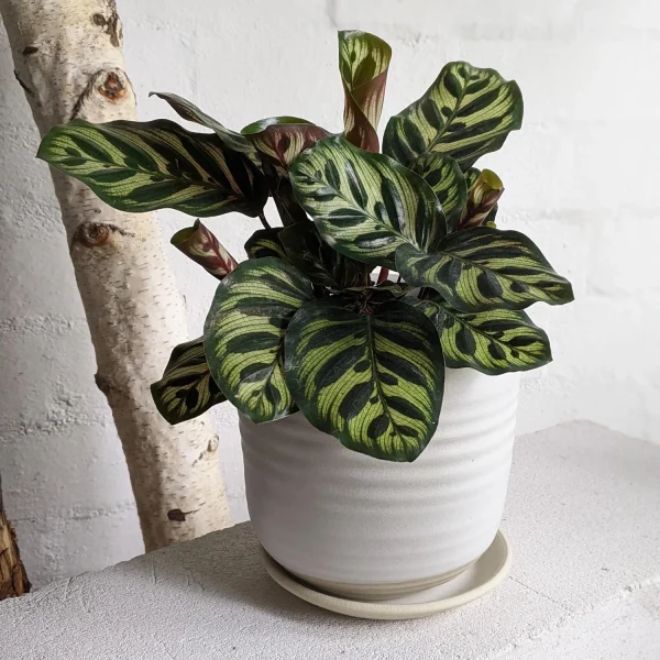 HP-CALATHEA MAKOYANA - Image 2