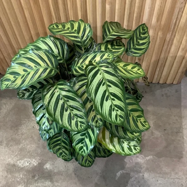 HP-CALATHEA MAKOYANA - Image 3