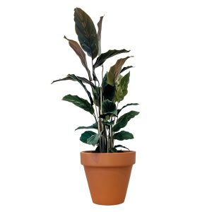 PHP-CALATHEA MEDIO PICTA