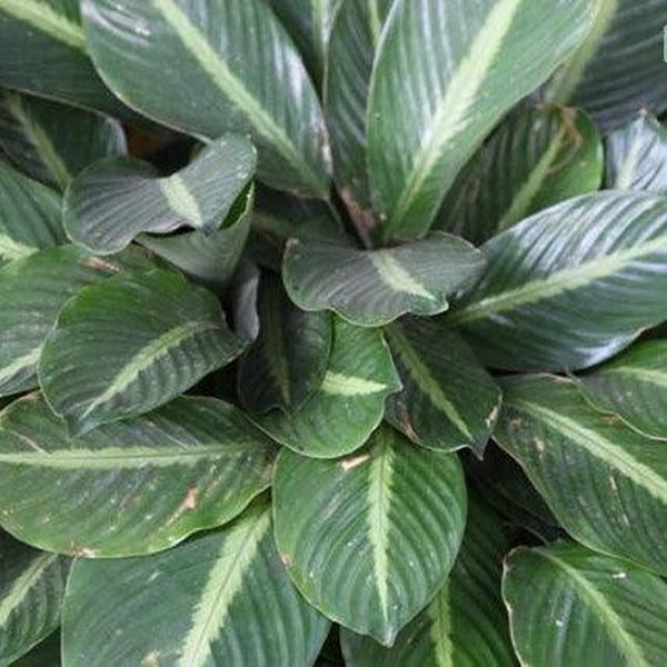 HP-CALATHEA MEDIO PICTA - Image 4