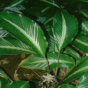 PHP-CALATHEA MEDIO PICTA