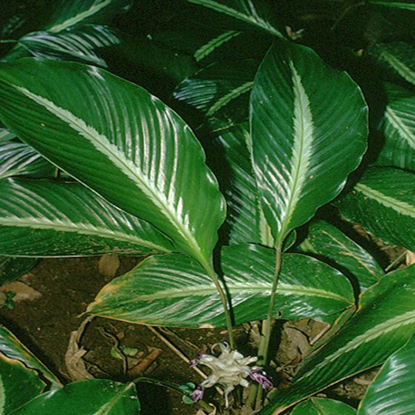 PHP-CALATHEA MEDIO PICTA - Image 2