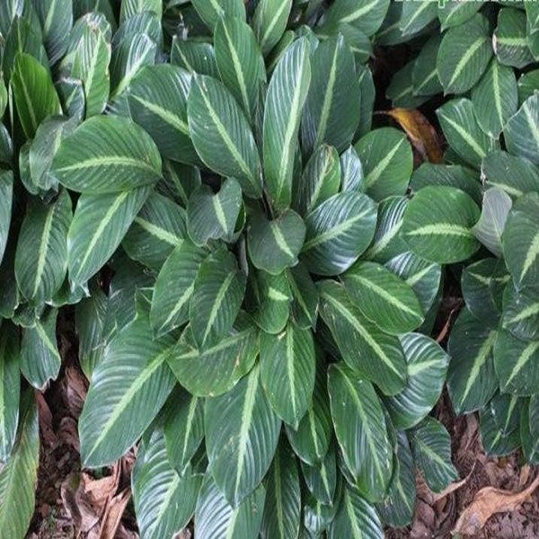 PHP-CALATHEA MEDIO PICTA - Image 3