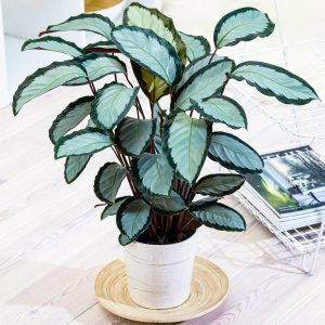 HP-CALATHEA PIC. ARGENTEA