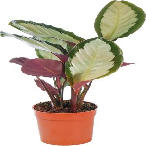 HP-CALATHEA PIC. ARGENTEA