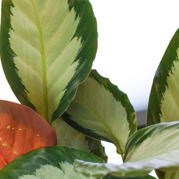 PHP-CALATHEA PIC. ARGENTEA - Image 3
