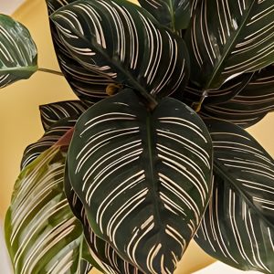 HP-CALATHEA SANDERIANA