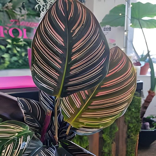 HP-CALATHEA SANDERIANA - Image 3