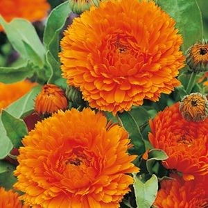 CALENDULA SPP.