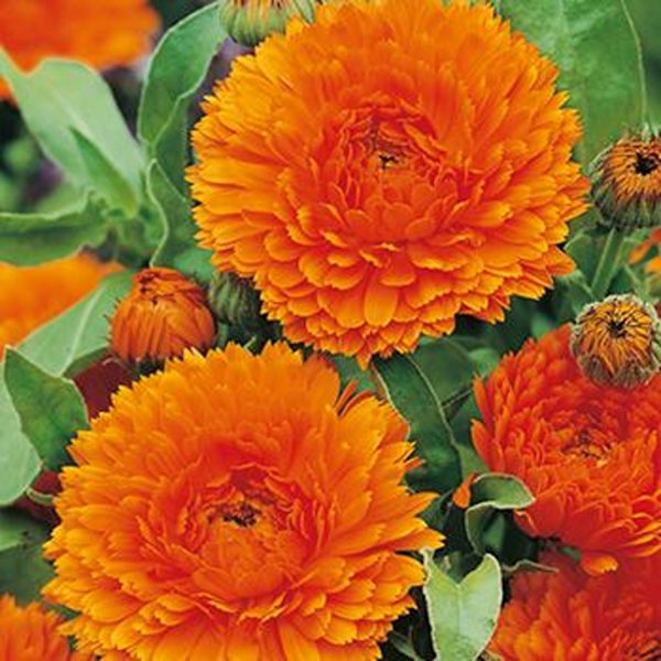 CALENDULA SPP. - Image 2