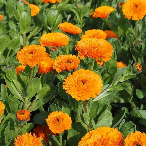 CALENDULA SPP. - Image 5