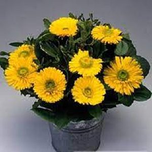 CALENDULA SPP.