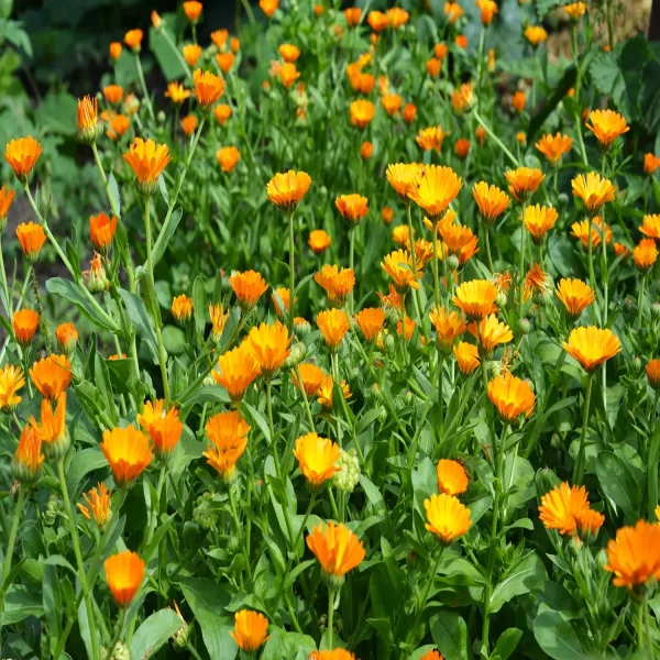 CALENDULA SPP. - Image 4