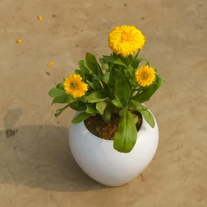 CALENDULA