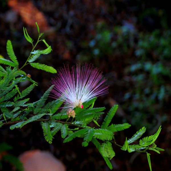 CALLIANDRA BREVIPES - Image 4