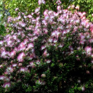 CALLIANDRA BREVIPES