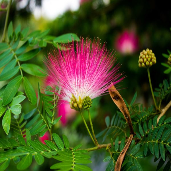 CALLIANDRA BREVIPES - Image 3