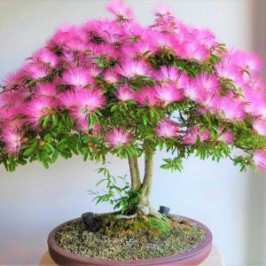 CALLIANDRA BREVIPES