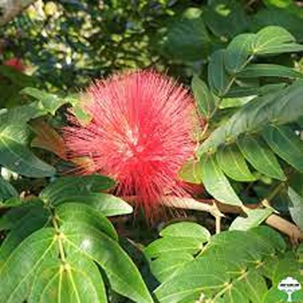 CALLIANDRA EMARGINATA - Image 3