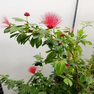 CALLIANDRA EMARGINATA
