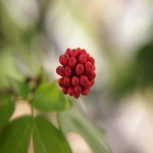 CALLIANDRA HAEMATOCEPHALA