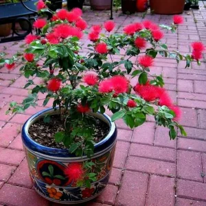 CALLIANDRA HAEMATOCEPHALA