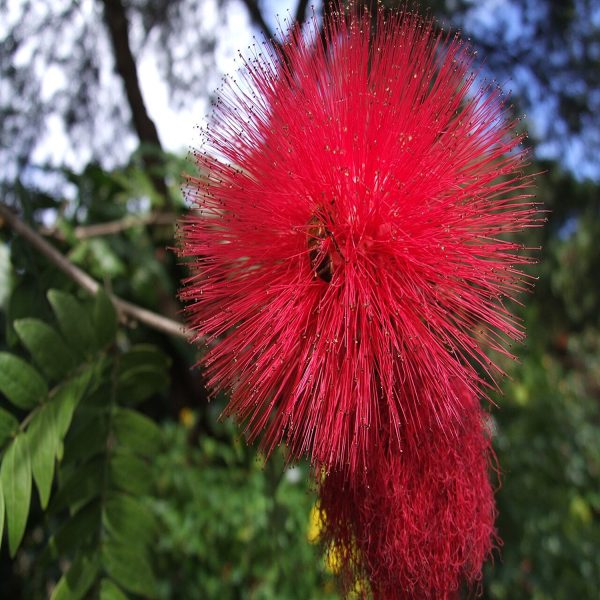 CALLIANDRA HAEMATOCEPHALA - Image 4